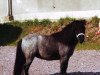 Zuchtstute Happy von Repgow (Shetland Pony (unter 87 cm), 1997, von Right Rhum van de Hesterhoeve)