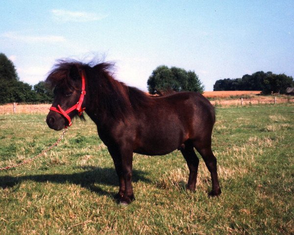 Pferd Sidol von Repgow (Shetland Pony (unter 87 cm), 2000, von Sir Paul)