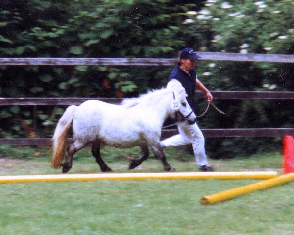 Zuchtstute Hanka von Repgo (Shetland Pony, 1996, von Right Rhum van de Hesterhoeve)