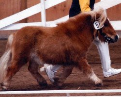 stallion Theo von Repgow (Shetland pony (under 87 cm), 2001, from Theseus)