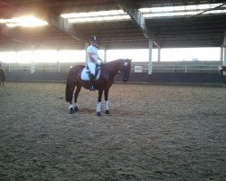 dressage horse Dark Star (Bavarian, 1994, from Donnerschlag)