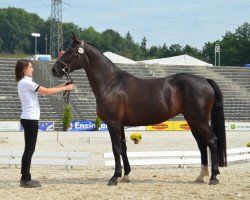 broodmare Schakira (Alt Wuerttemberg, 2008, from Schalk)