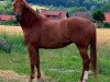 broodmare Pirouette IX (Trakehner, 2002, from Maizauber)