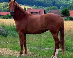 broodmare Pirouette IX (Trakehner, 2002, from Maizauber)