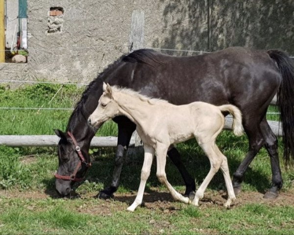 broodmare Nadeschda (German Riding Pony, 2019, from Nancho's Golden Star)