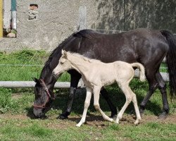 Zuchtstute Nadeschda (Deutsches Reitpony, 2019, von Nancho's Golden Star)