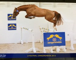 jumper Casino Royal Z (Zangersheide riding horse, 2010, from Clintissimo 197 FIN)