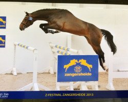 jumper Daredevil Z (Zangersheide riding horse, 2010, from Diamant Z)