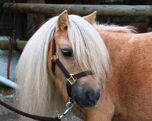 broodmare Kismet vom Ellernbrook (Shetland pony (under 87 cm), 2003, from Birchwood Butterscotch)