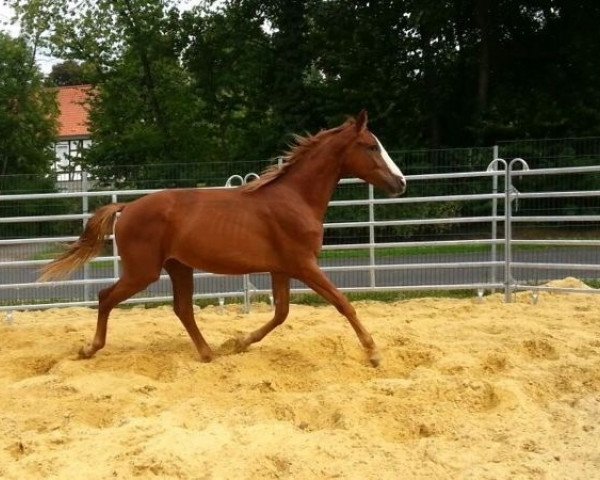 dressage horse Rubino 97 (Westphalian, 2011, from Riccio)