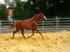 dressage horse Rubino 97 (Westphalian, 2011, from Riccio)