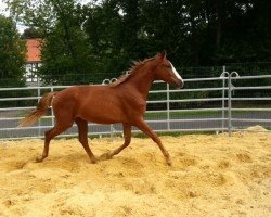 dressage horse Rubino 97 (Westphalian, 2011, from Riccio)