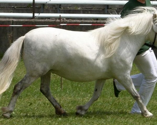 Zuchtstute Lorelay (Shetland Pony, 1999, von St. Moritz)