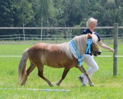 broodmare Lexy (Shetland Pony, 2005, from Jupiter)