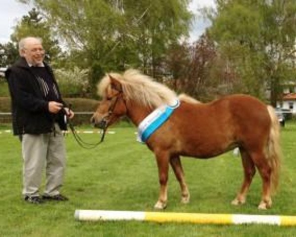 Zuchtstute Joslehofs Lila Plum (Dt.Part-bred Shetland Pony, 2010, von Georg)