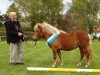 Zuchtstute Joslehofs Lila Plum (Dt.Part-bred Shetland Pony, 2010, von Georg)