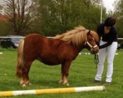 Zuchtstute Joslehofs Light is Hope (Shetland Pony, 2010, von Georg)