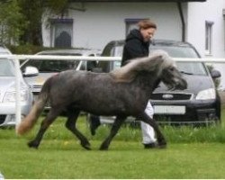 Pferd Joslehofs Latida de Coco (Shetland Pony, 2010, von Mylord)