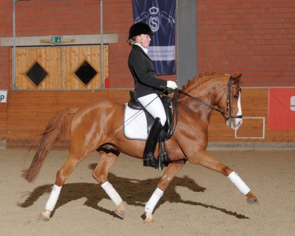 dressage horse FS Cracker Jack (German Riding Pony, 2005, from FS Champion de Luxe)