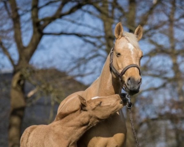 dressage horse Pocahontas B 3 (German Riding Pony, 2021, from Fs Numero Uno)