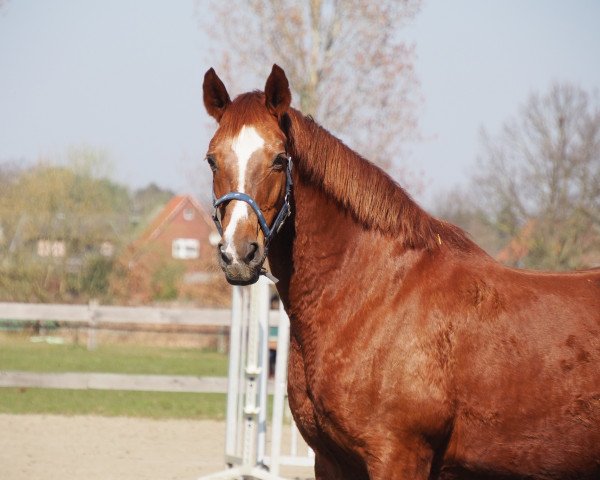 broodmare Elektra T (Oldenburg, 2002, from Rohdiamant)