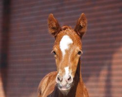 dressage horse Bondida (Oldenburg, 2022, from Bonds)