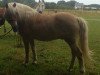 jumper Amigo (Oldenburg show jumper, 2001, from Aaron)