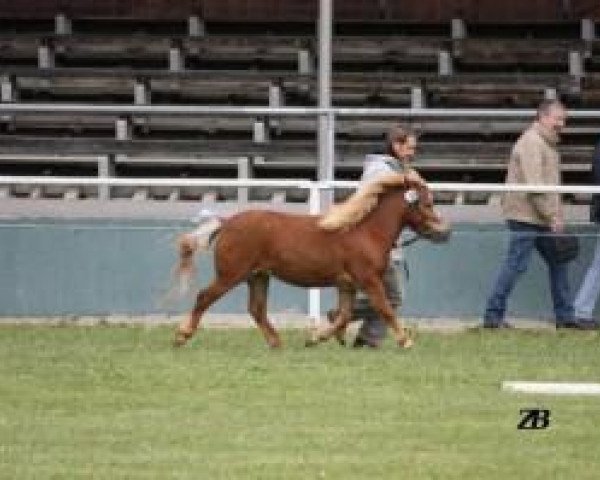 Zuchtstute Amarillis (Shetland Pony, 2008, von Georg)