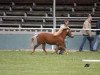 Zuchtstute Amarillis (Shetland Pony, 2008, von Georg)