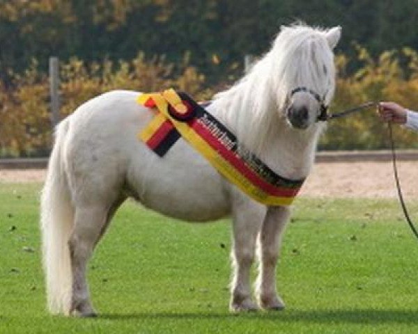 Zuchtstute Lessly (Dt.Part-bred Shetland Pony, 2005, von Georg)