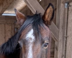 dressage horse Holst.Weltcup (German Riding Pony, 2001, from Holsteins William)