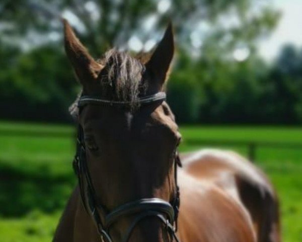 broodmare Fuerteventura A (Westphalian, 2001, from Fidermark)