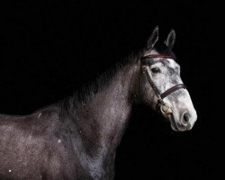 jumper Ludo il fratello (Hanoverian, 2009, from Lavauzelle AA)