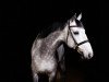 jumper Chacco-Bravo (Oldenburg show jumper, 2005, from Chacco-Blue)