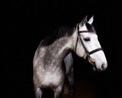 jumper Chacco-Bravo (Oldenburg show jumper, 2005, from Chacco-Blue)