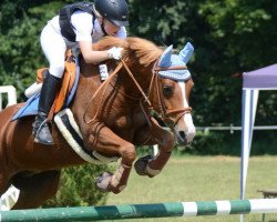 broodmare Delia 111 (German Riding Pony, 2001, from Durello)