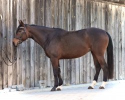 dressage horse Fackiras Felicita (Oldenburg, 2014, from Freddie Mercury 2)