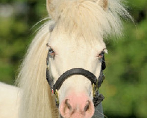 stallion Little Bignor Captain (Shetland pony (under 87 cm),  , from Kerswell Fairylight)