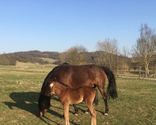 dressage horse Dein Glück (German Riding Pony, 2022, from Dimension AT NRW)