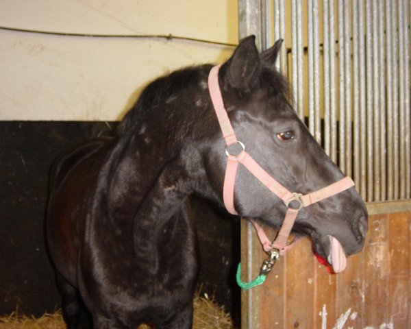 broodmare Vica (Hungarian Warmblood, 1991, from Cantini)