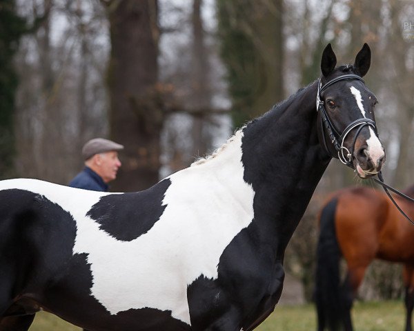 Pferd Centus (Polnisches Warmblut, 2019)