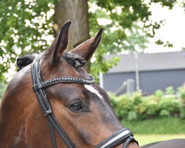 dressage horse Koring's Smilla HL (Rhinelander, 2014, from Sir Donnerhall I)