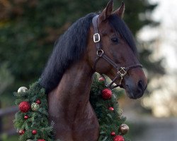 dressage horse Judio de la B (Pura Raza Espanola (PRE), 2012, from Brezo V)