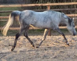 broodmare El Mystral Malika ox (Arabian thoroughbred, 2013)