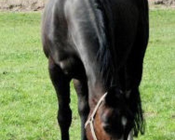 broodmare Waimea (Hanoverian, 1991, from Weltmeyer)