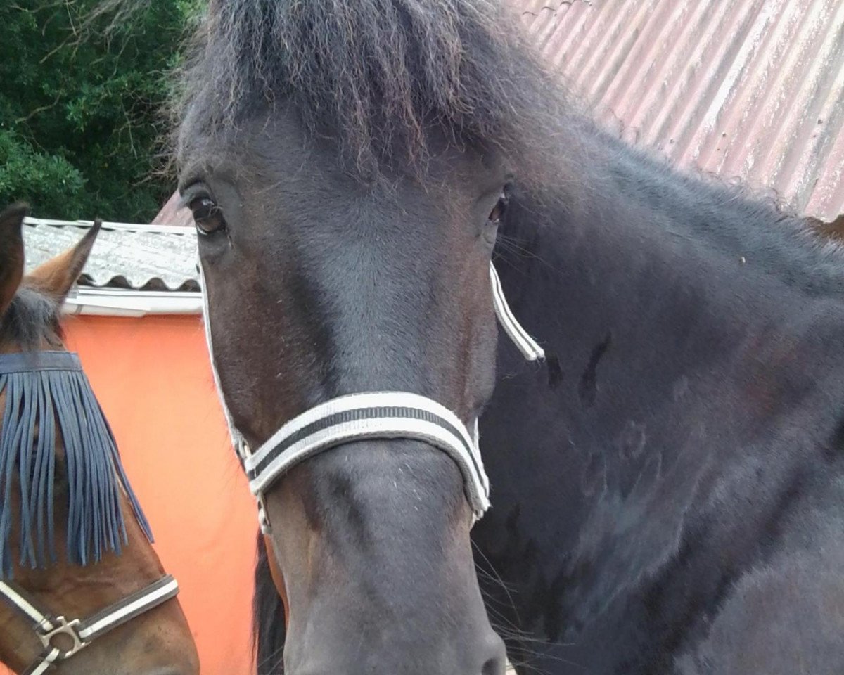 Springpferd Enjoy 56 (Friese, 2001)