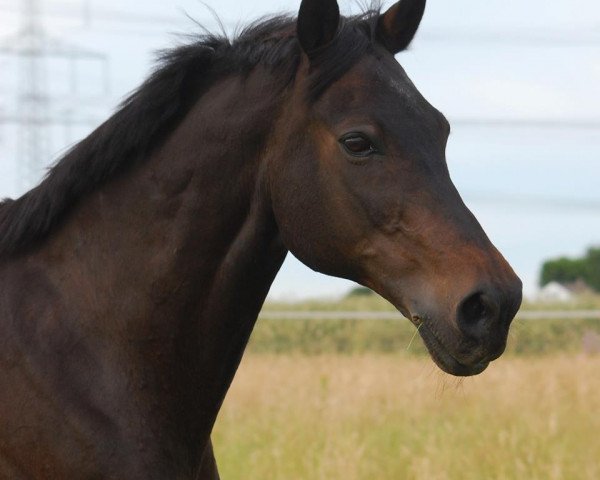 horse All my Dreams 3 (Belgian Warmblood, 1992, from Remondo)