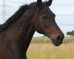 Pferd All my Dreams 3 (Belgisches Warmblut, 1992, von Remondo)