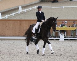 dressage horse Zaunkönig PK (Rhinelander, 2013, from Zonik)