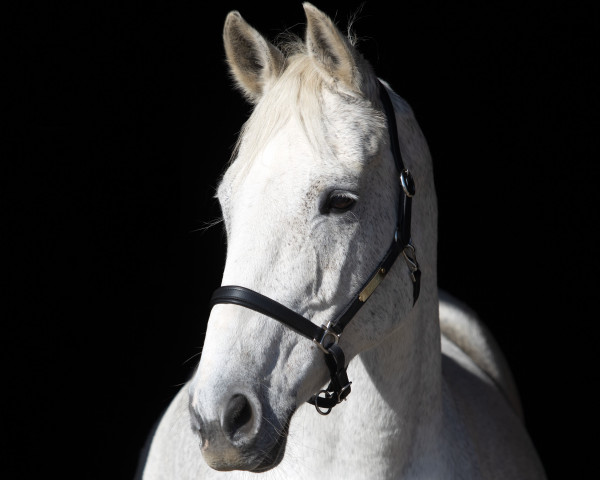 Springpferd Caline des Pruats CH (Schweizer Warmblut, 2005, von Cassini II)